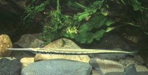 Der Swasserhornhecht, Potamorhaphis guianensis, ist ein oberflchenorientierter Fischfresser