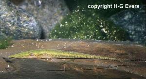 Acestridium martini. Diese hbschen und interessanten Loricariiden sind leider sehr heikle Pfleglinge im Aquarium.