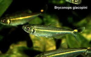Bryconops giacopini sind wunderschne Insektenfresser die in der Natur wie auch im Aquarium die oberen Wasserschichten bewohnen. Sie erreichen etwa 12 cm Endlnge.