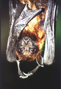 Flugfuchs (Pteropus medius) im botanischen Garten Peredeniya (Sri Lanka)